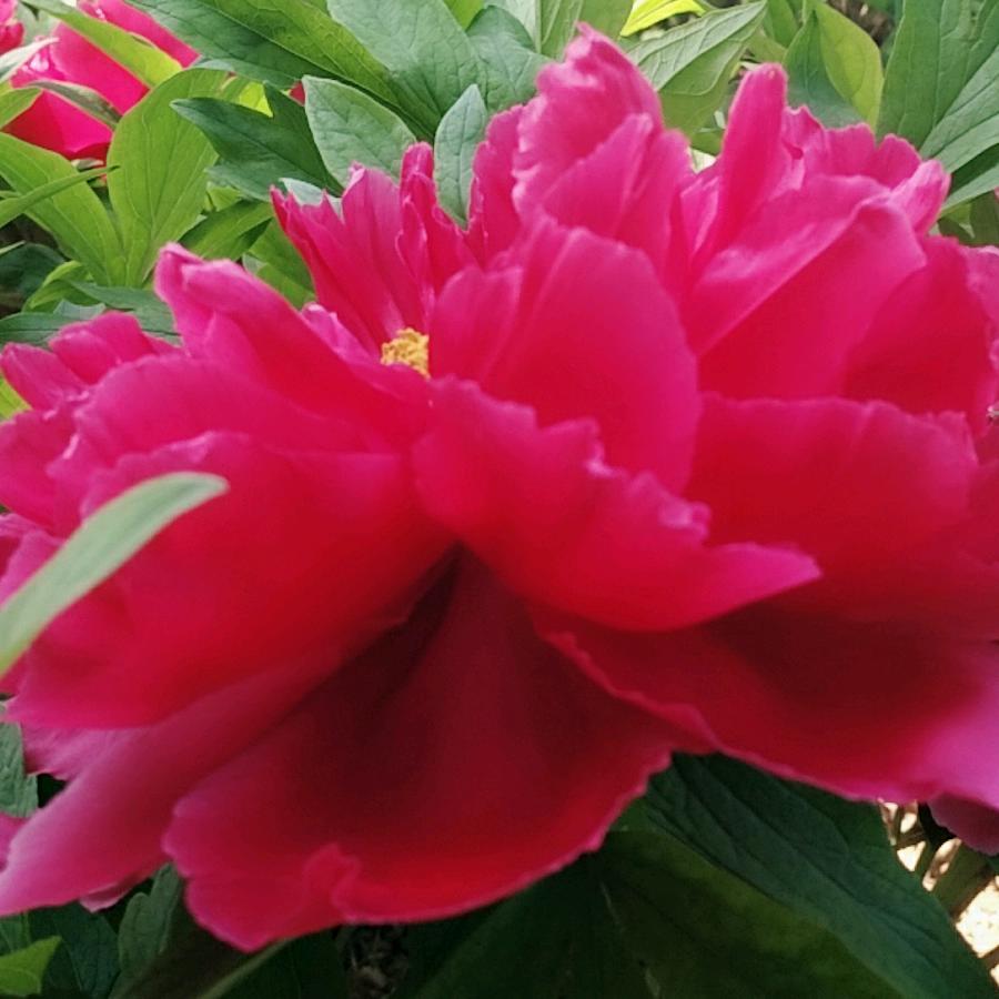 生活小帮手（芳草香）