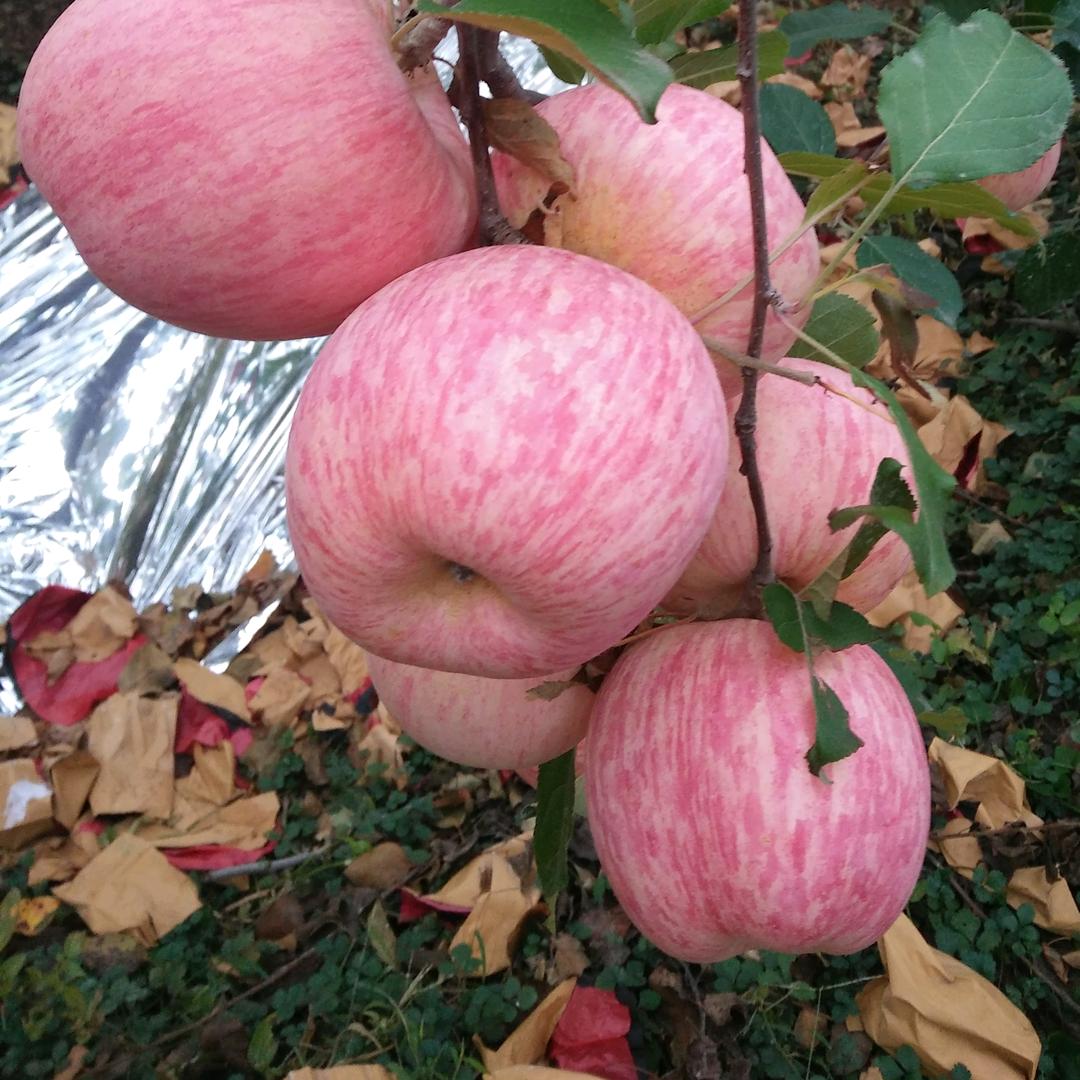 美丽马连——沂源县红富士苹果代收代发