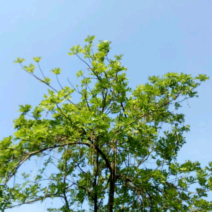 秋天