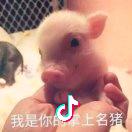 戴维100