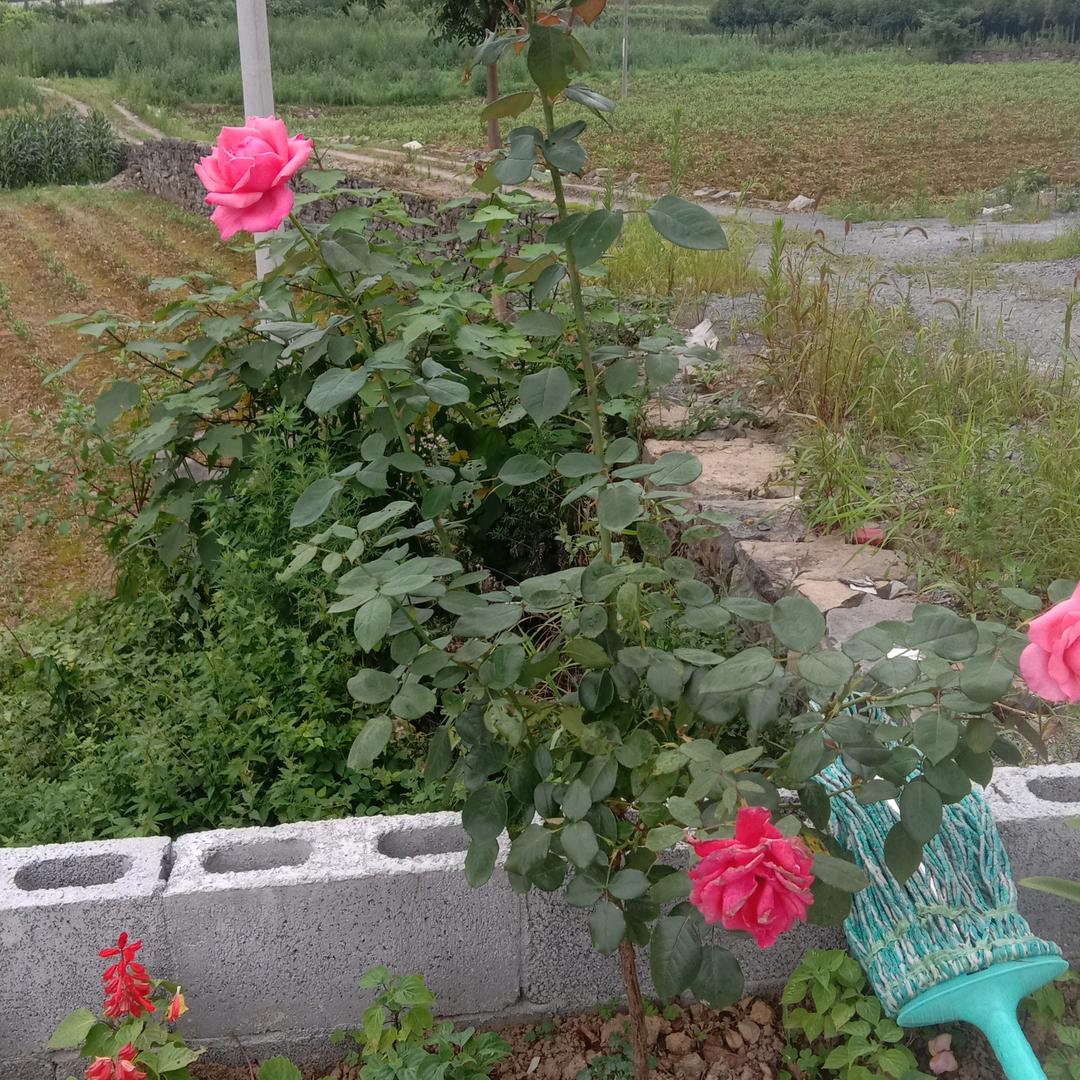 不要让我再变老了