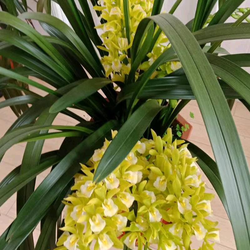 芬芳