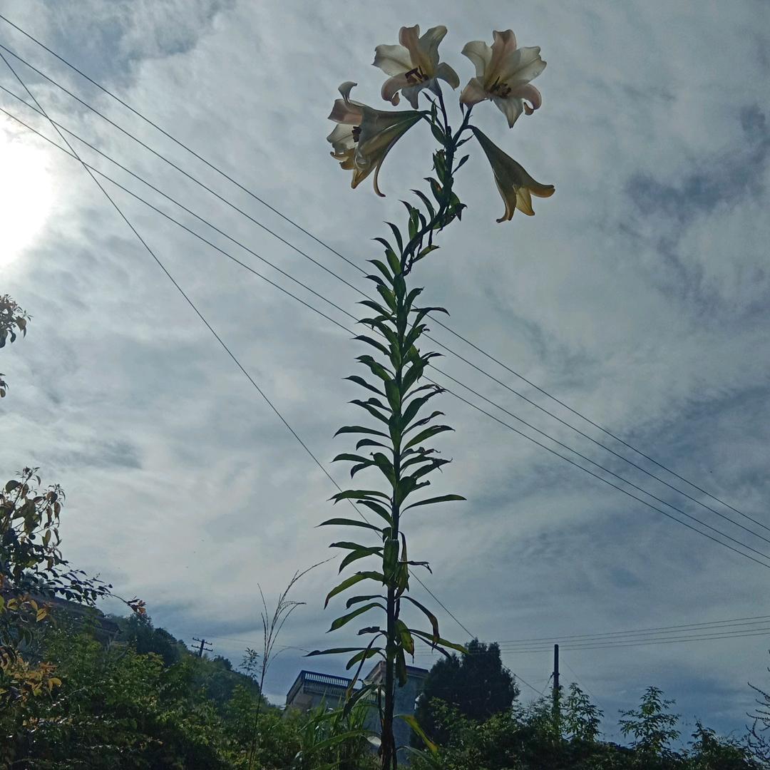 我累了，只有放气