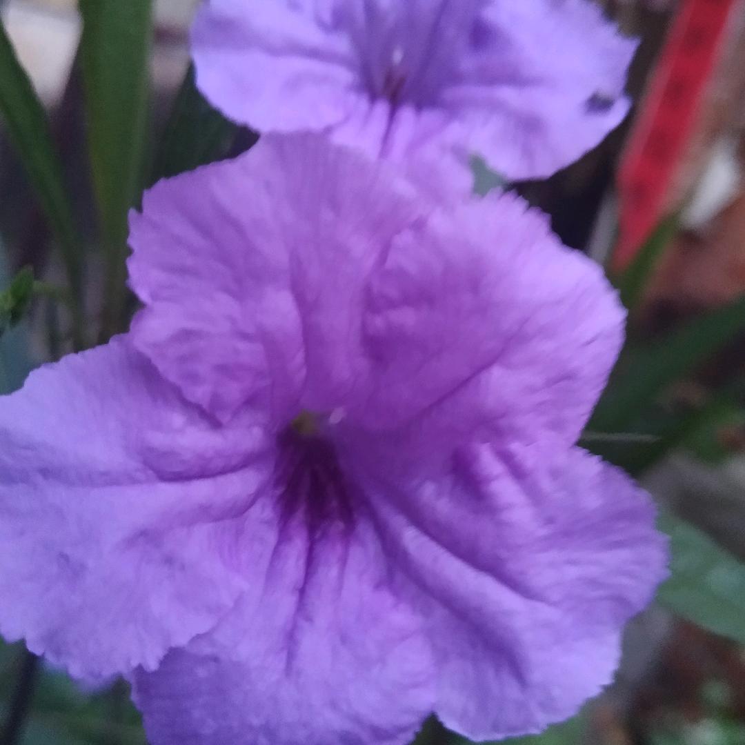紫色烟花