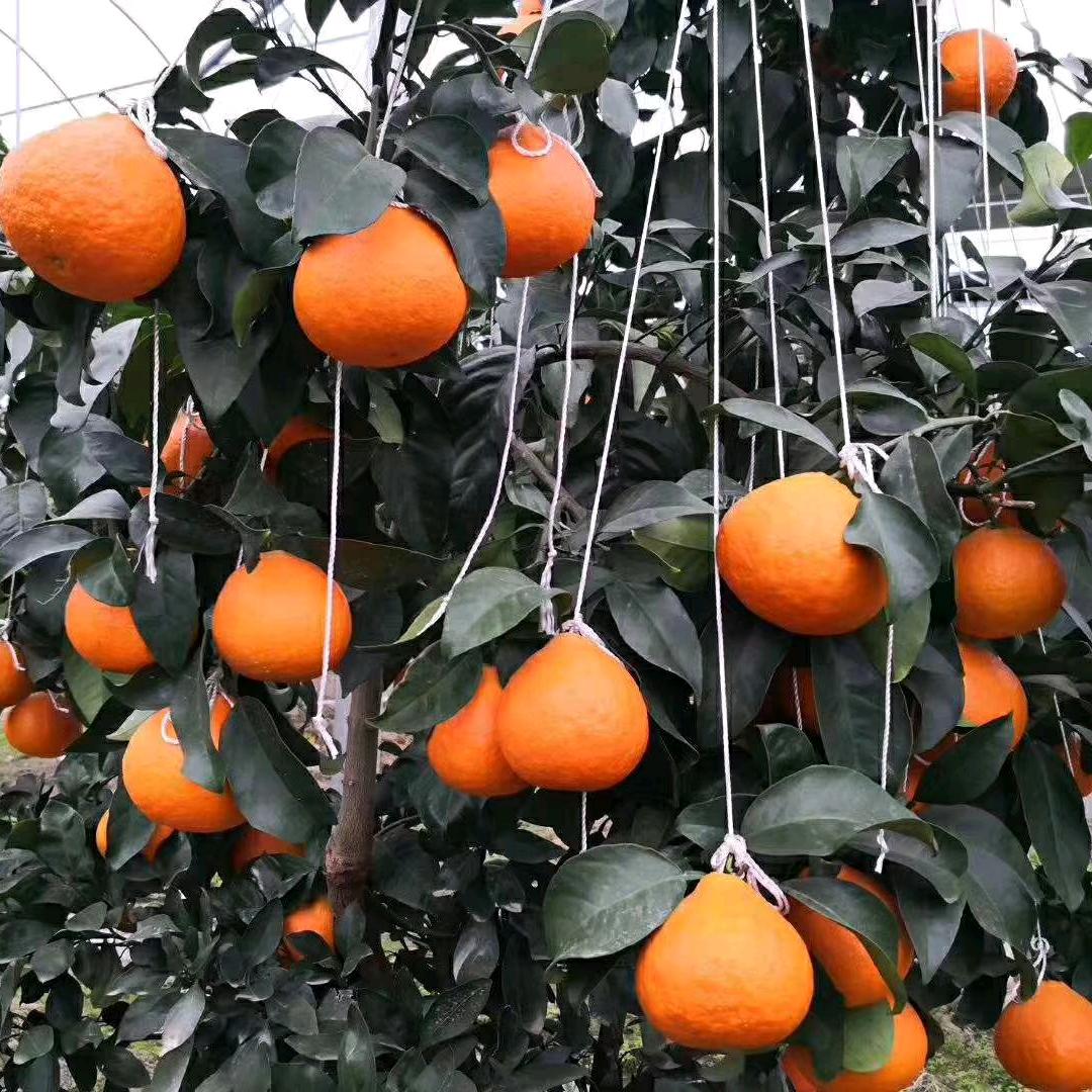 谷堆山家庭农场