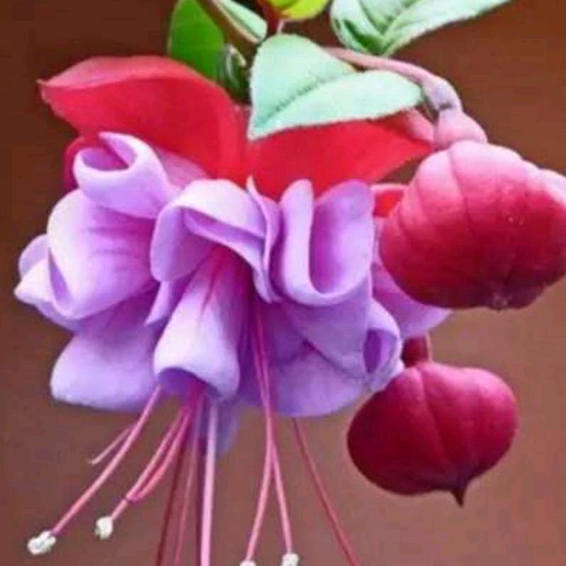 @贺大姐雨过天晴238611