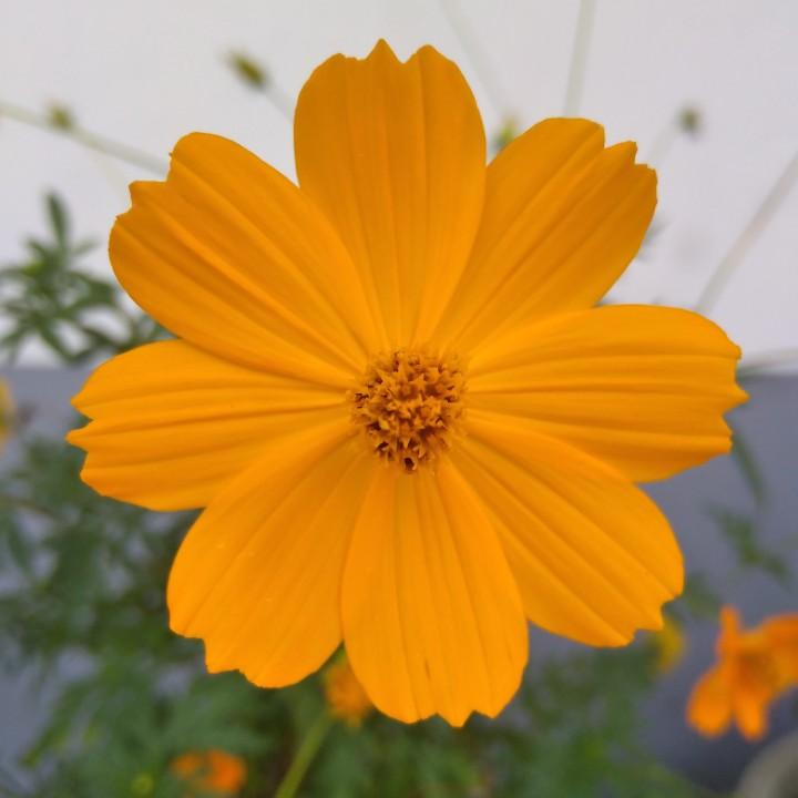湾菱港甜妈
