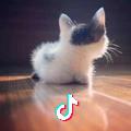 D-Johnny
