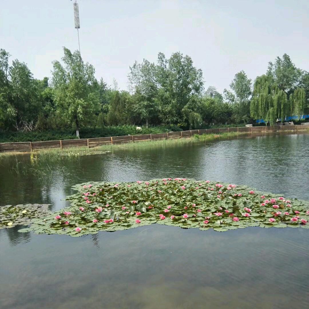 金色枫叶