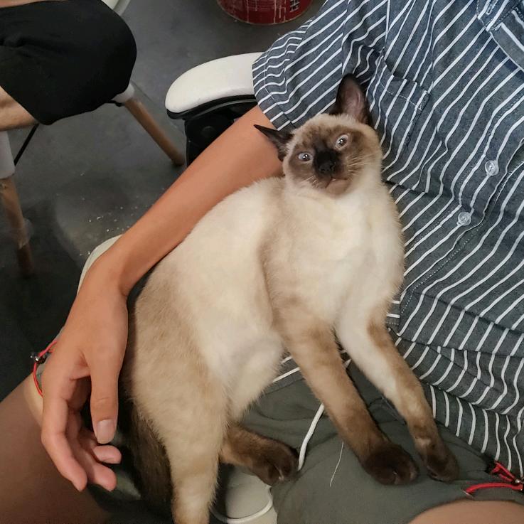 灰
