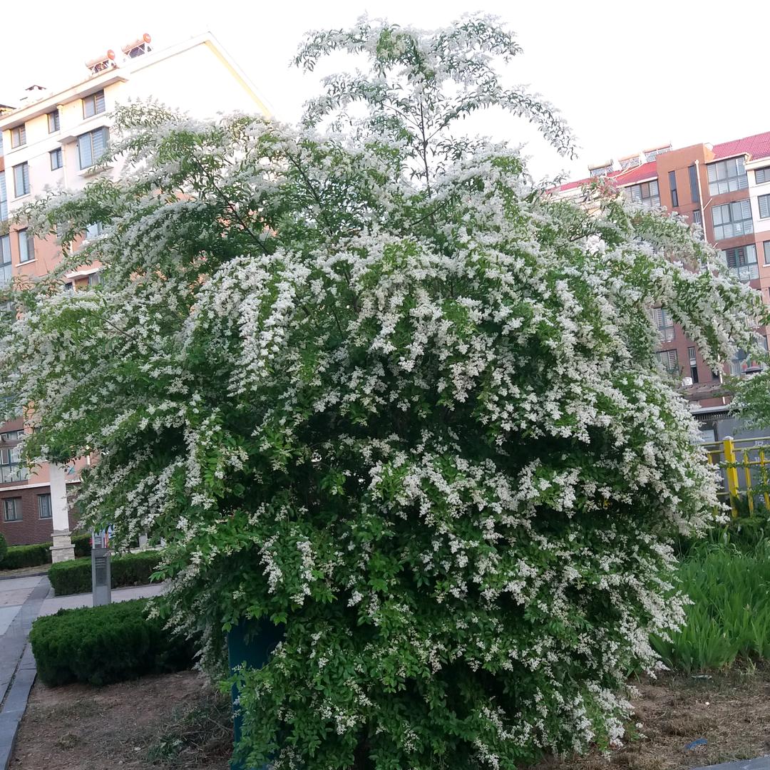 爱玩的老头
