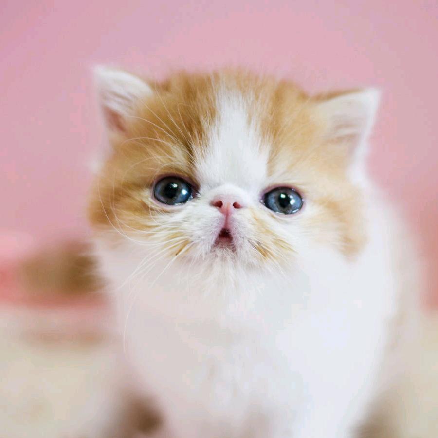 小猫懒猪