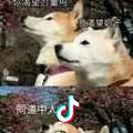 吖～～土豆