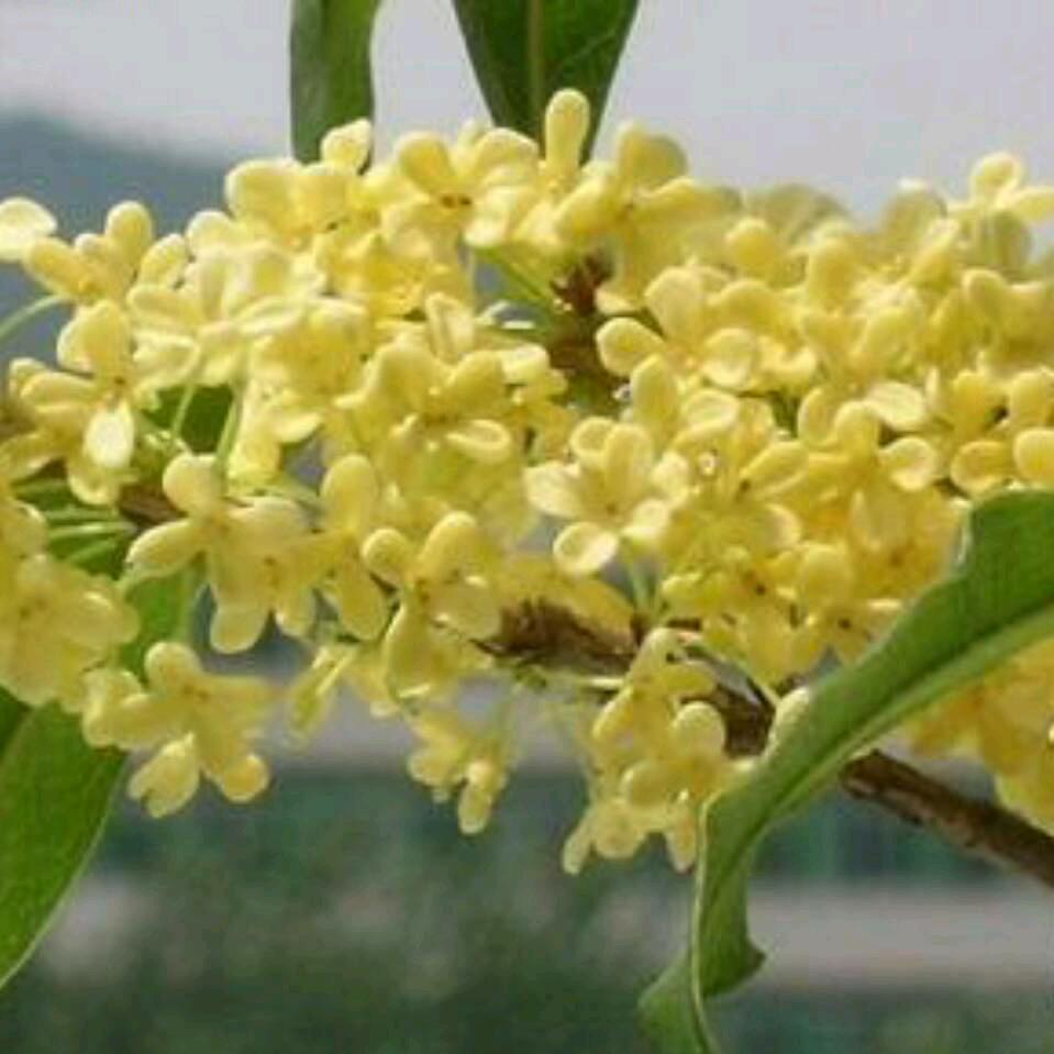 桂花飘香