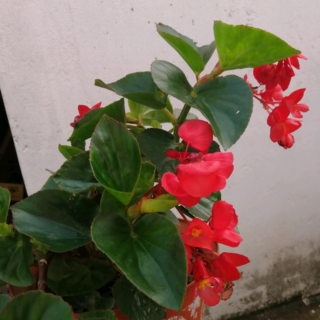 山里红