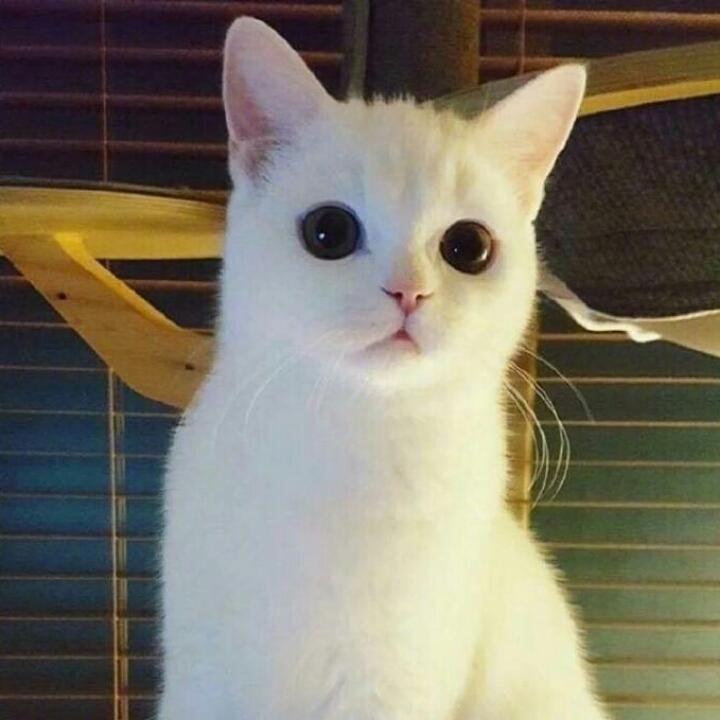 🌈奥特蛋