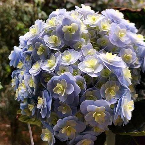 💕林ℒℴѵℯ洪ۣۖ¹³¹⁴