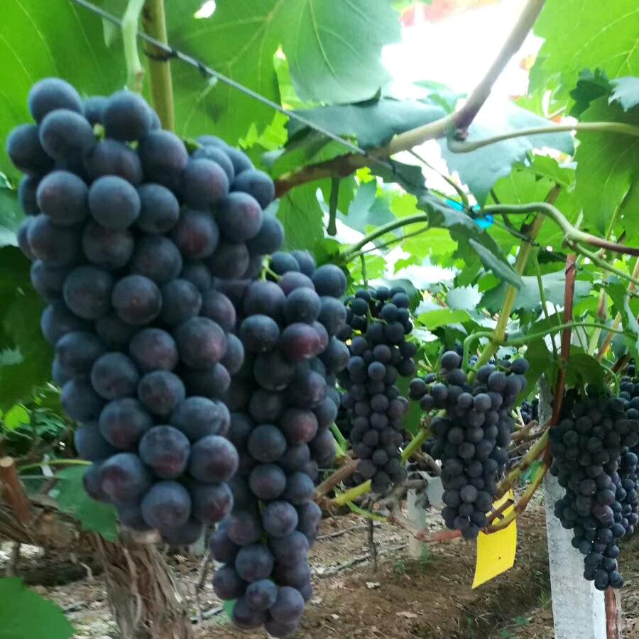 襄阳欣宇葡萄