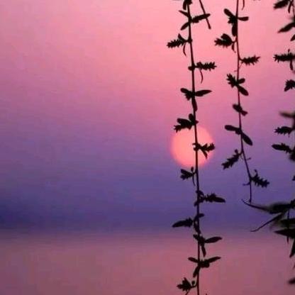 玉树林风(张玉林)