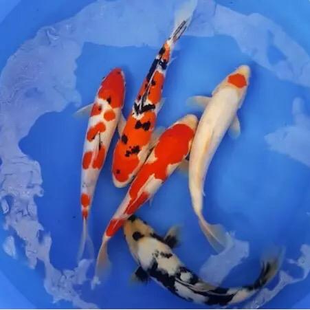 水千亦水族koi