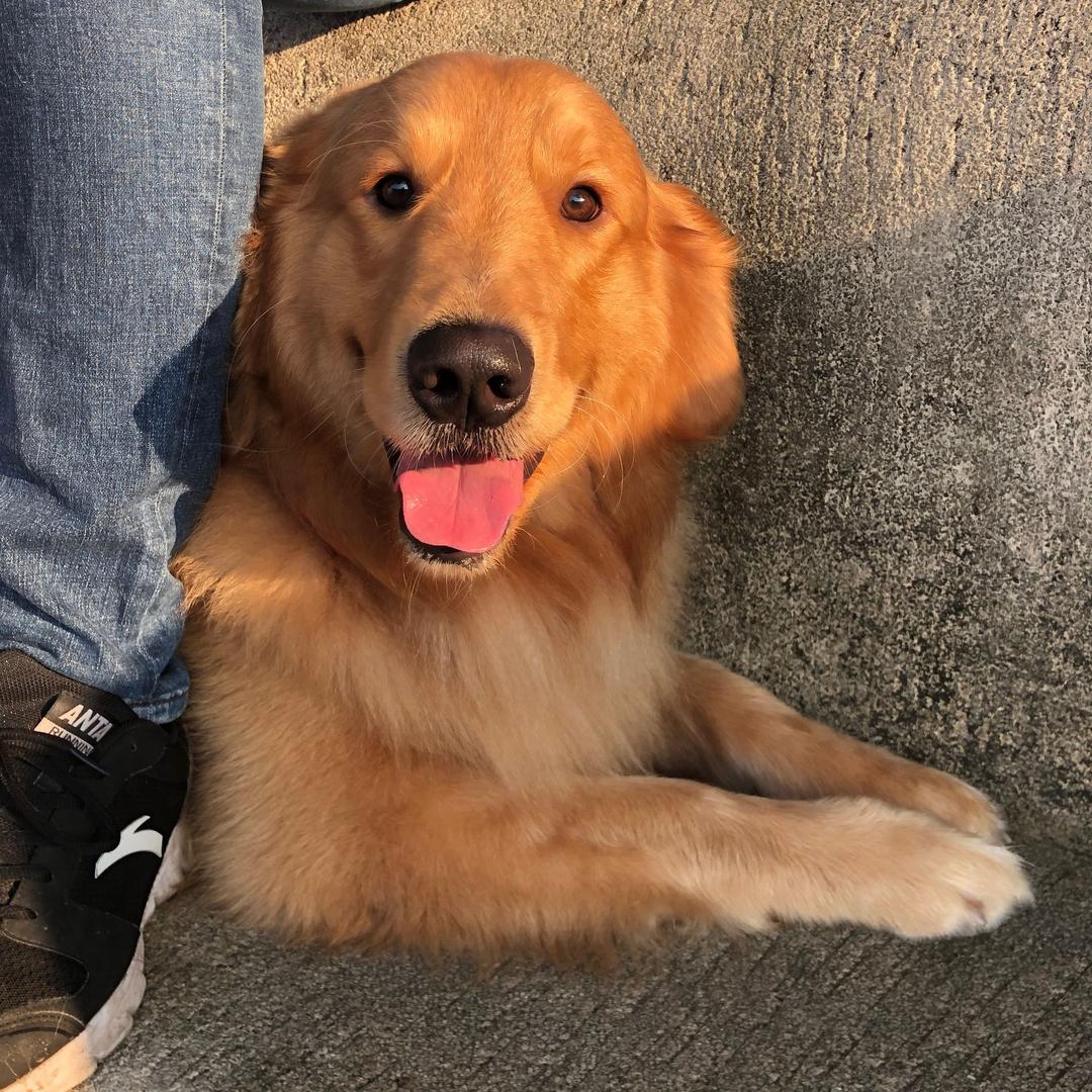 徐小小的金毛jdd@抖音