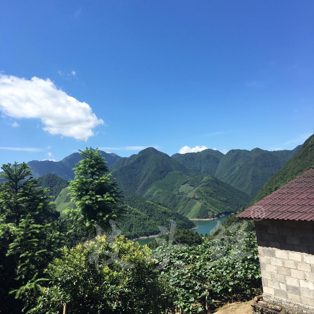 枝头鲜