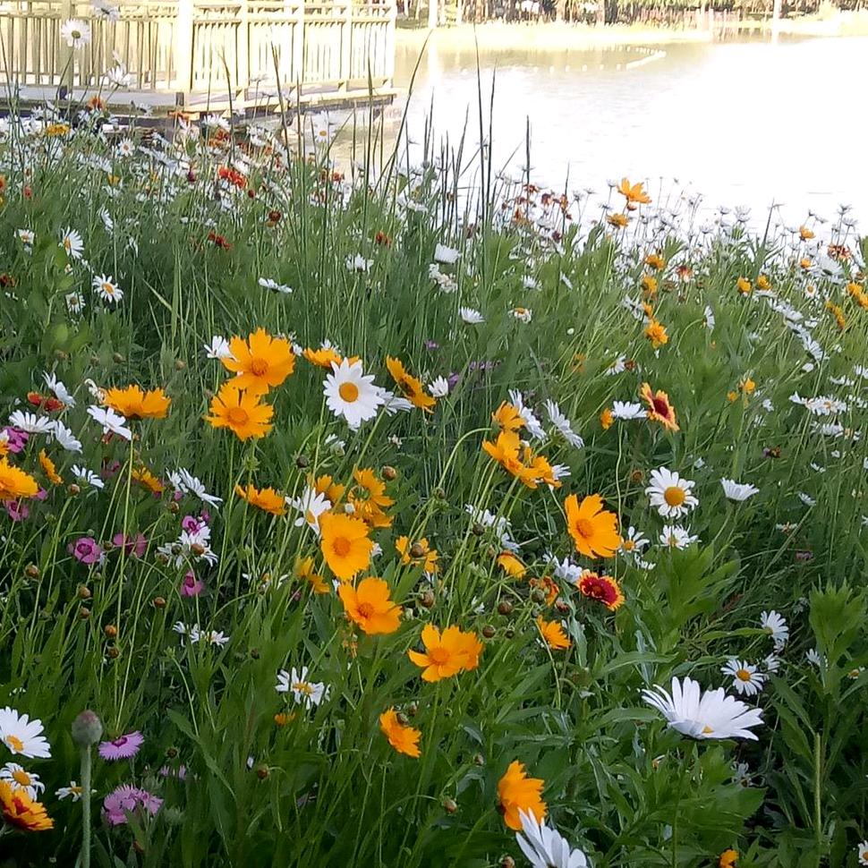 小芳