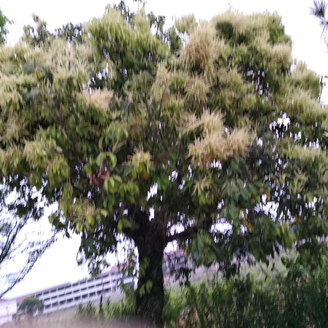 淬炼