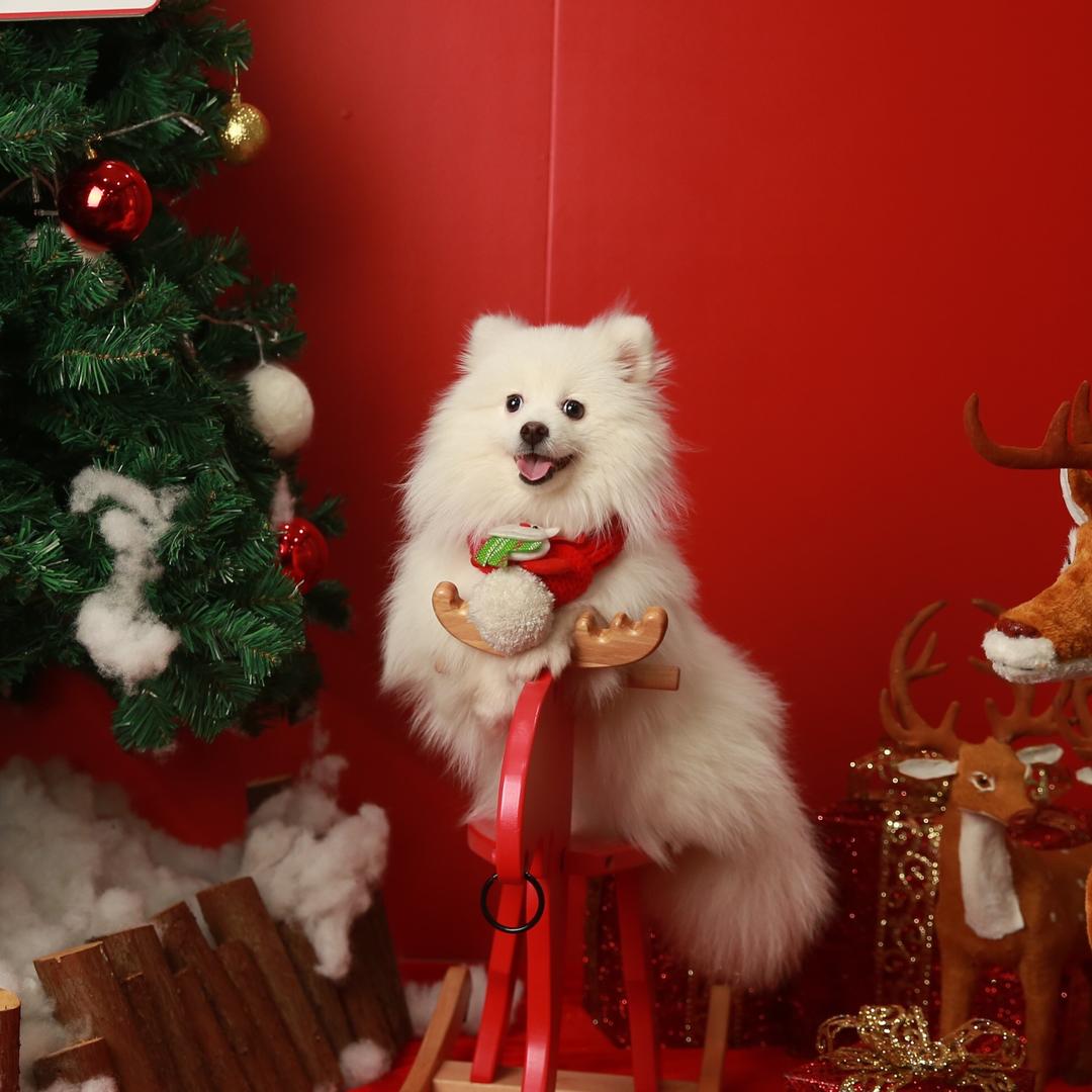 长沙市佳贝宠物医院