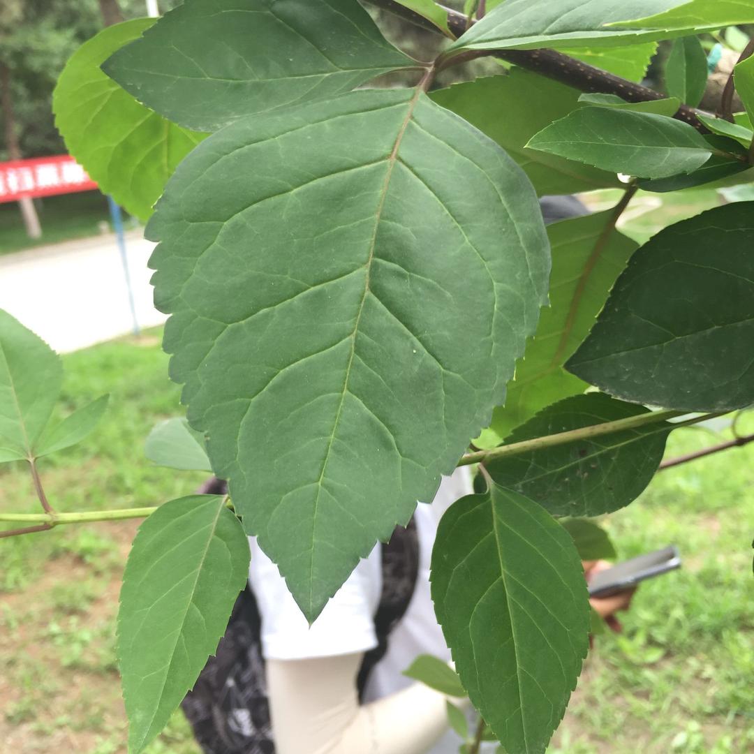 狂潮 ☀
