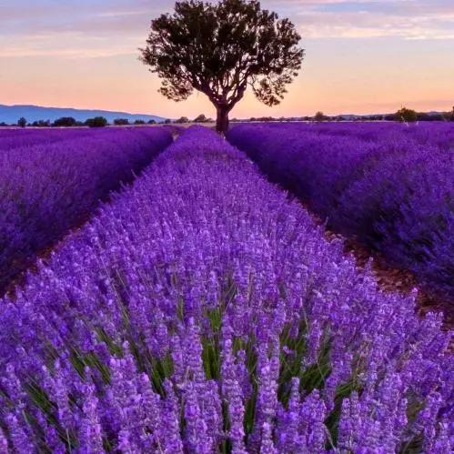 （封锁）泥槃重生