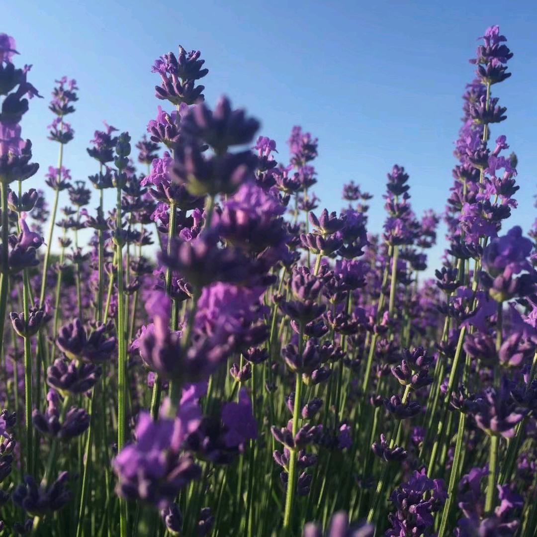 🍎时来运转🍁