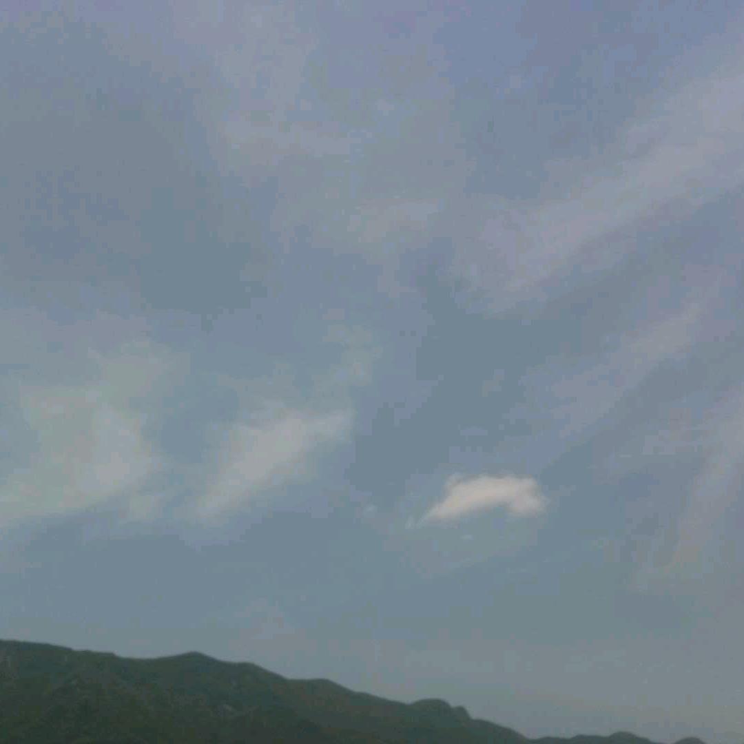 毛金桃