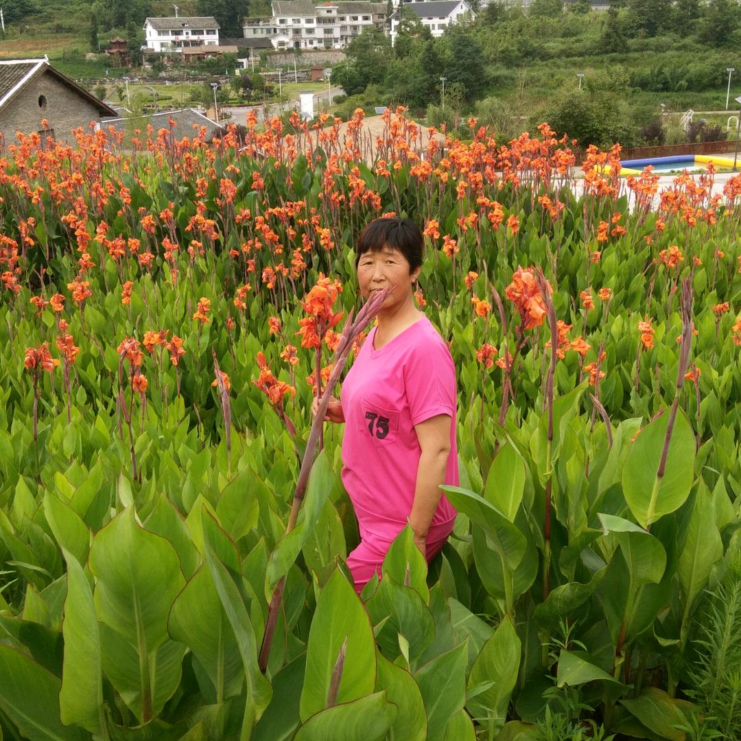 江大姐