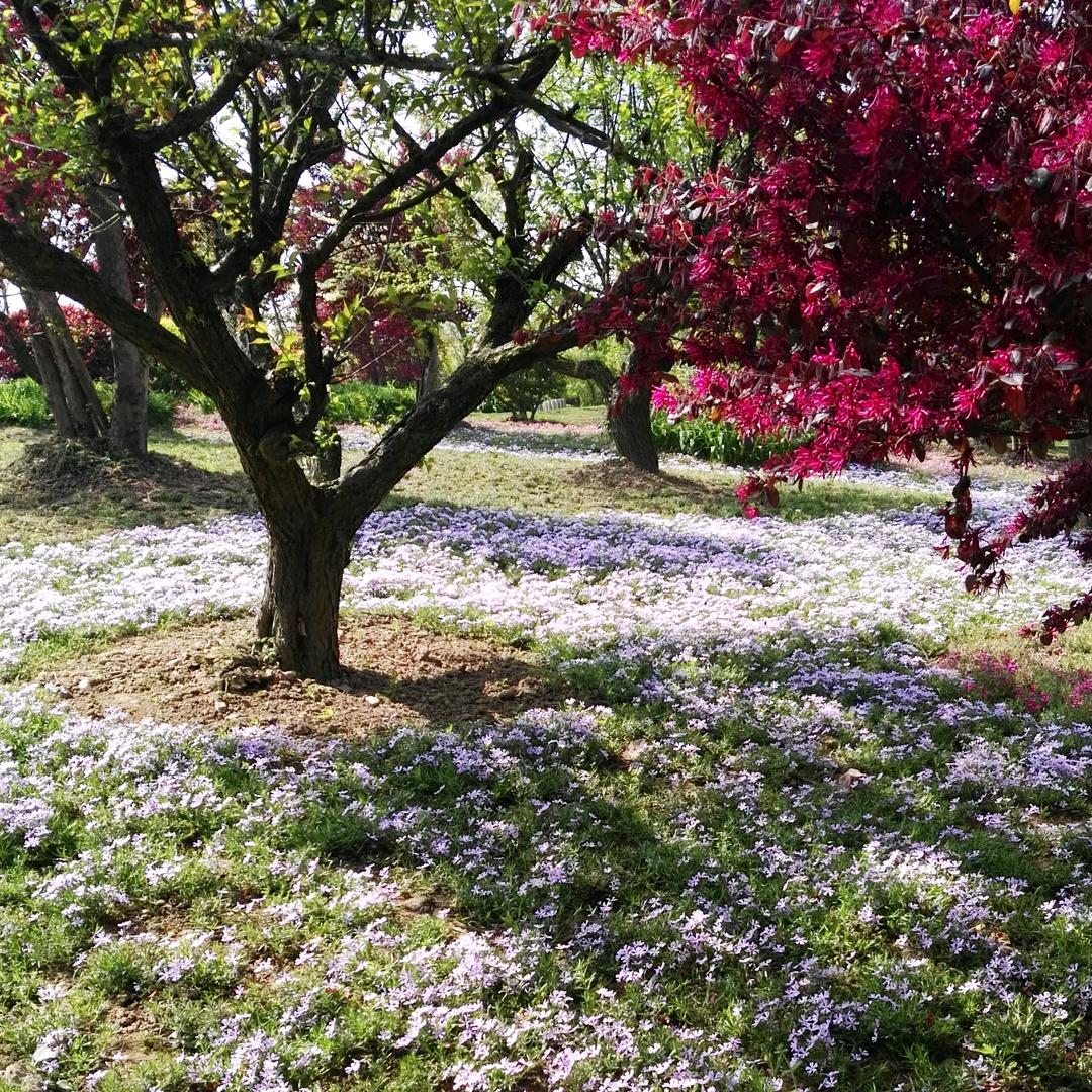 小玲玲