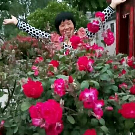 女王陛下刘桂凤