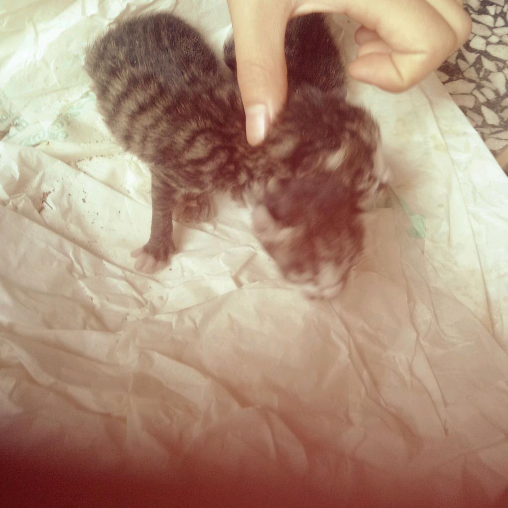 小猫咪双胞胎