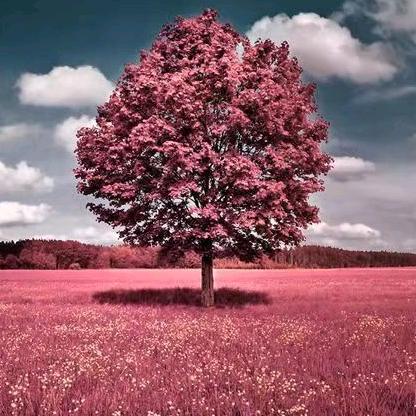 一生平安🌷🌷