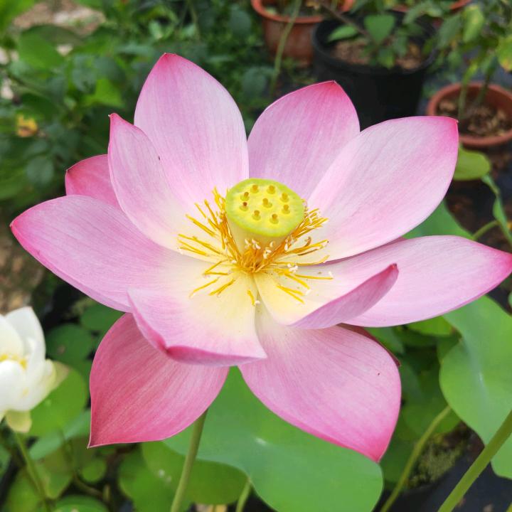 小院花开