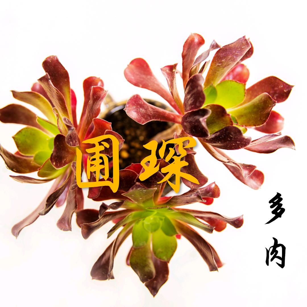 圃琛多肉.法师
