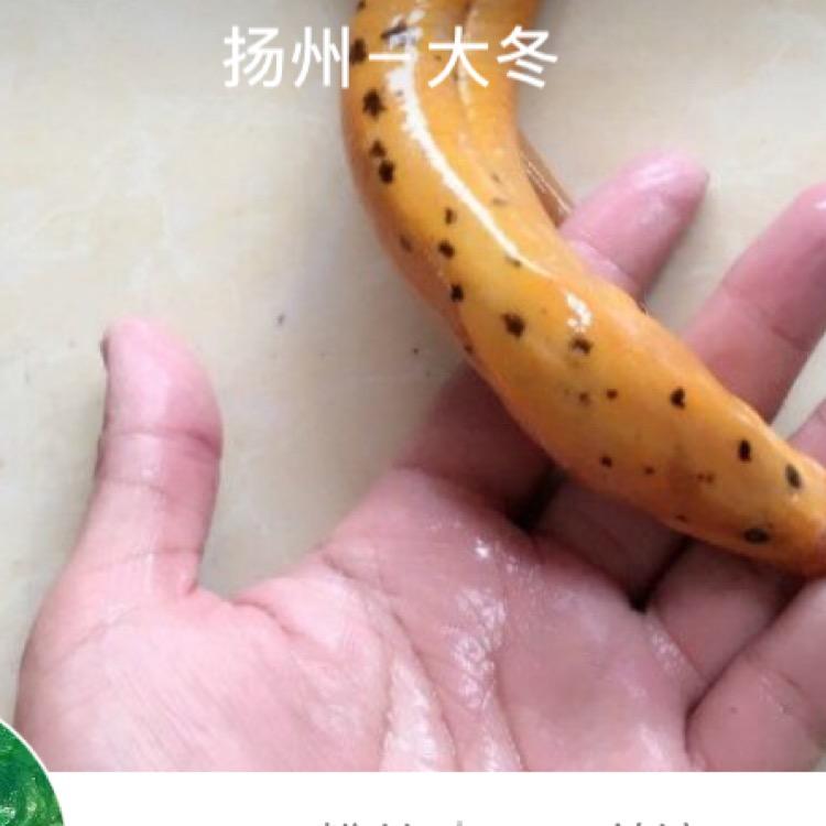 扬州－大冬，
