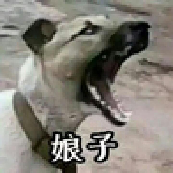 猪九戒