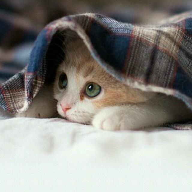 旧林