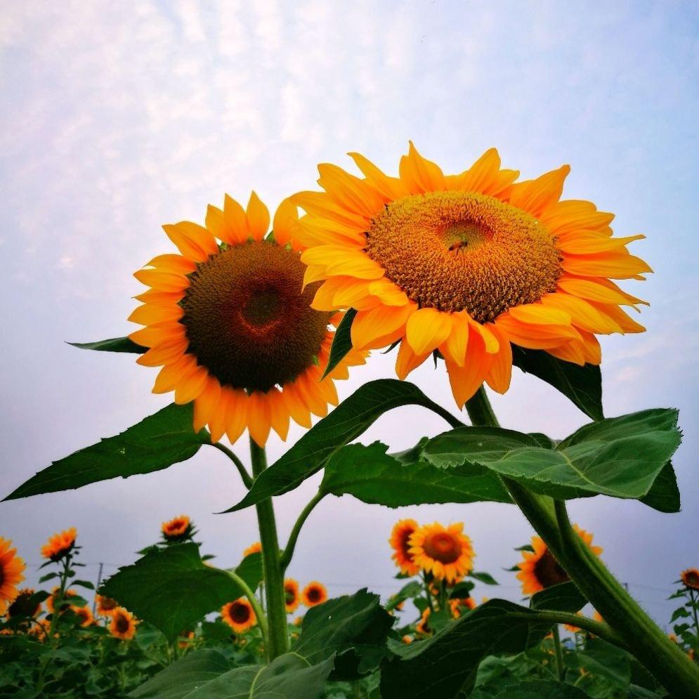 属虎的狮子座女生