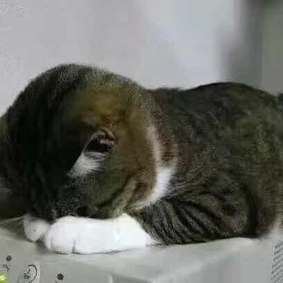 花落谁知