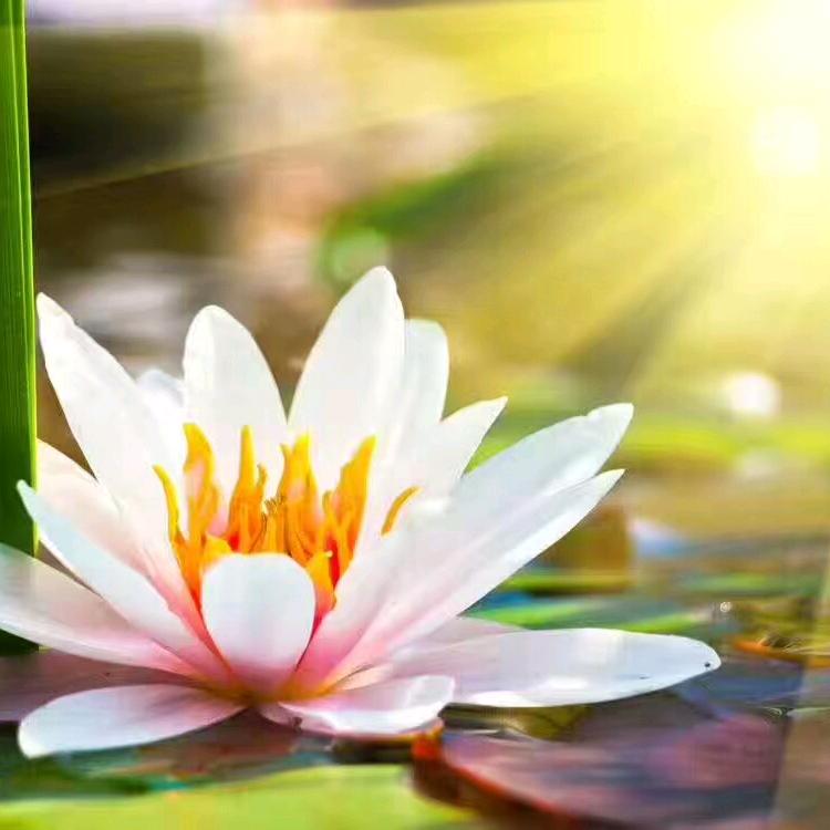 云水禅心