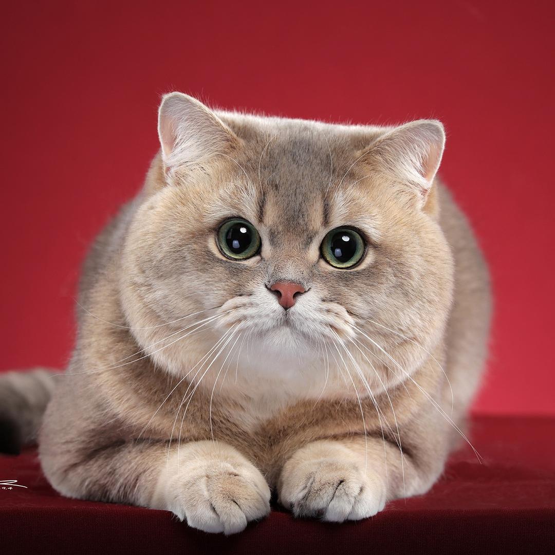 童话猫