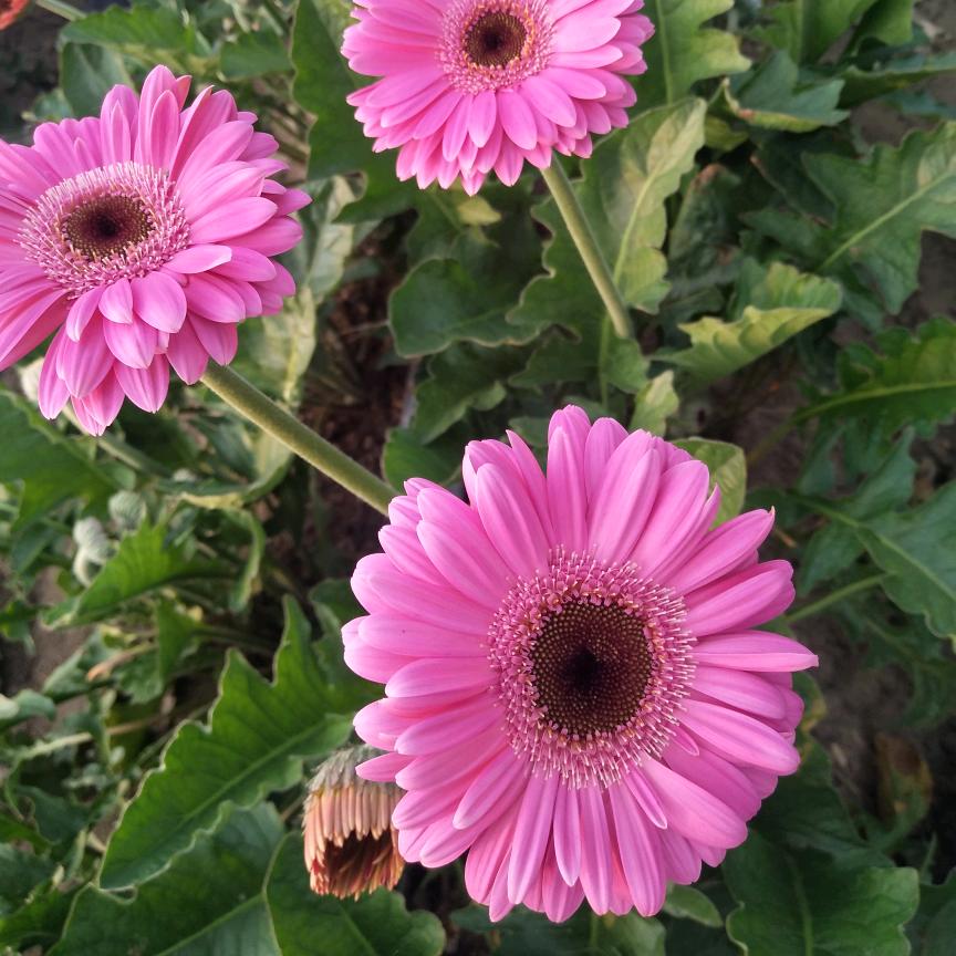 家源农资店(晓燕)