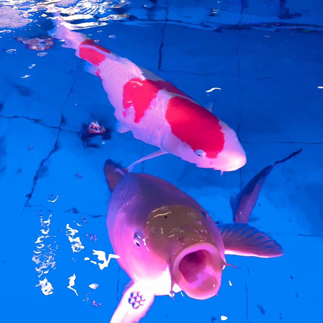 霸州市海乐添水族