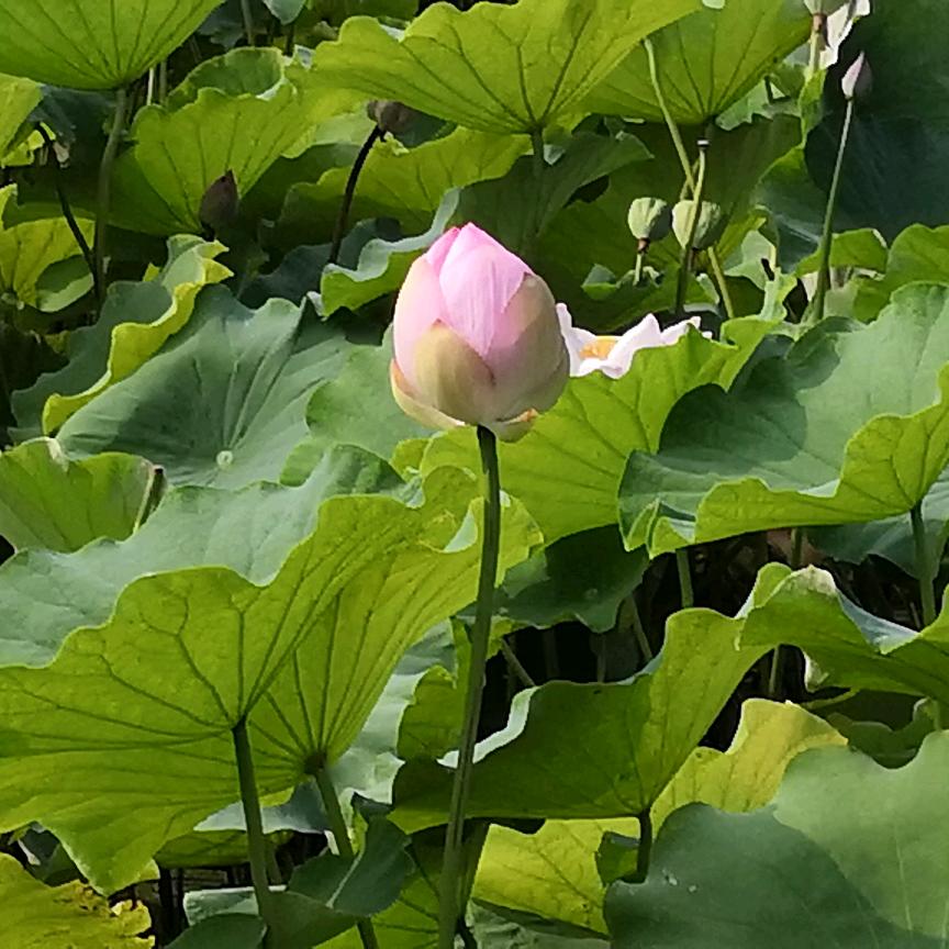 平安是福